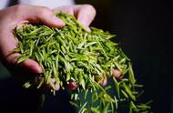 南京雨花茶：全国十大名茶之一，国家级非遗技艺