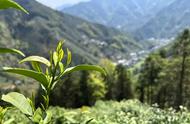 黄山毛峰茶是什么类型的茶叶？