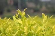 黄茶大全：揭秘各种黄茶品种