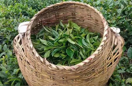 广西珍宝：梧州六堡茶的千年历史