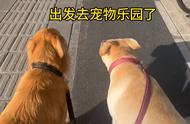 狗狗的天堂：宠物乐园，让爱犬享受欢乐时光！