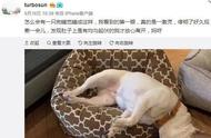 孙俪晒爱犬睡姿，网友纷纷留言：邓超喝醉了？