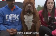 震惊！比特犬能轻松击败成年人？事实究竟如何？