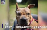 美动物收容所为老年犬打造温馨家园