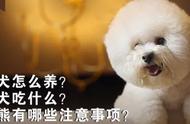 比熊犬的饮食秘笈：吃什么最健康？