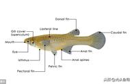 从美国引进的食蚊鱼，究竟是何方神圣？