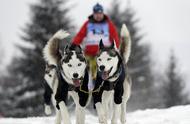 雪橇犬大赛：狗狗的勇者与耐力之战