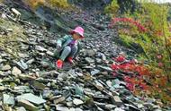 震惊！京郊化石村成网红热门景点，上亿年化石山遭挖掘