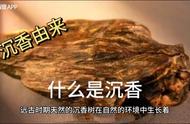 沉香探秘：了解这种神奇的香料