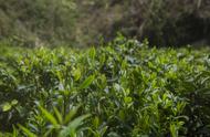 探索六堡茶的独特制茶技术