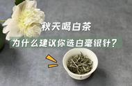 还在犹豫秋天喝什么白茶？试试白毫银针，4大优势让你无法抗拒