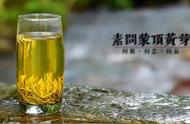 蒙顶黄芽：何春雷分享消脂降血糖的秘密，你喝过了吗？