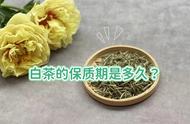 白茶收藏：除了寿眉，白毫银针是否也适合？