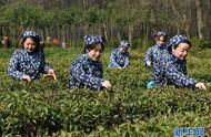 揭秘南京钟山雨花茶春茶的开采过程