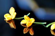 秋日美食：桂花茶、桂花酒和桂花莲子羹