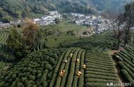 龙井雨前茶：被误解的美味？