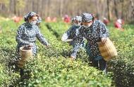 南京钟山风景区雨花茶进入采摘期，产量预计减少