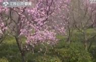 南京雨花茶上市，价格稳定如旧