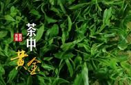 了解黄茶：茶爱好者必知的知识