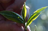 如何区分普洱茶的春茶、夏茶和秋茶？