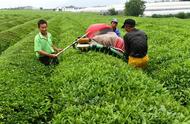 东阳：夏日里，机械采茶忙碌不停