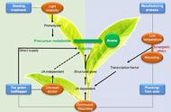 乌龙茶的神秘香气：科学家的解析