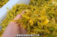 揭秘中国黄茶：这10种名茶你绝对不能错过