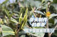 春茶价格之谜：芽头制作的茶叶为何如此昂贵？