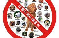 深圳禁养犬政策改革，中华田园犬可办狗证