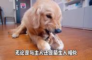 为什么金毛犬被赞誉为大暖男？养主在评论区分享他们的照片