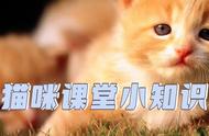 探索缅因猫的魅力与特点