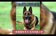 你知道世界上最富有的宠物是谁吗？德国牧羊犬冈瑟三世的秘密