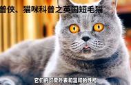 猫咪科普：了解英国短毛猫的生活习性和饮食需求