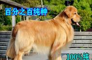 你家狗狗是纯种金毛犬吗？揭秘其六大特点