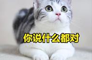 揭秘养猫的绝佳选择：美短猫