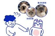 猫界相声巨星：暹罗猫及其独特周边