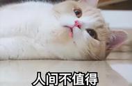 主人要小心了！这些猫容易“背叛”你