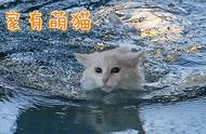 探索猫的神秘世界：关于猫的传说和对水的畏惧