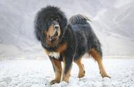 雄壮的王者：藏獒 Tibetan Mastiff