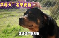 最新禁养犬名单出炉！中华田园犬上榜，这些狗狗要注意了！