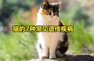 了解猫的七种常见遗传疾病