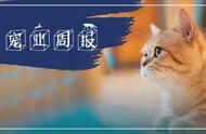 新瑞鹏与CATLINK合作，纽约州拟立法禁止宠物：宠业动态