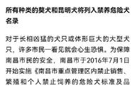 南昌中华田园犬：公众意见征集，是否应将其列为危险犬种？