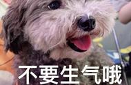 哈士奇并非最难养的犬种，2023年数据公开