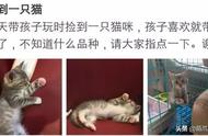 欧美人对中国狸花猫的评价：完全错误！