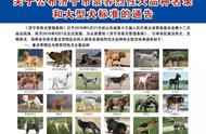 济宁公布禁养烈性犬种一览，附图解