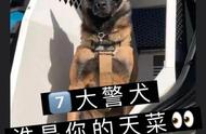 7种帅气警犬，你会选择哪一只？