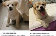 西安一社区开始逐户排查禁养犬