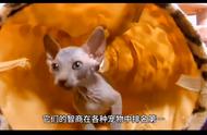 宠物猫的智慧大比拼：你家的猫咪能排第几？#猫咪的奇特表现