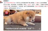 日本秋田犬遭遇生存危机，体型大被日本人嫌弃？网友：它的魅力依旧无法抵挡